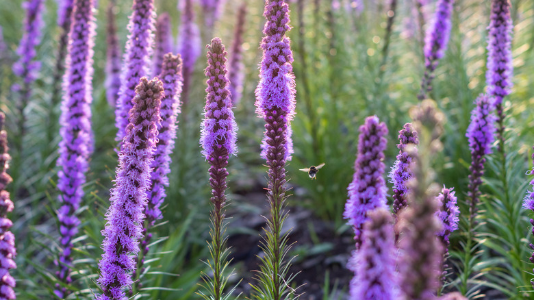 purple spikes of blazing star blooms with a bee flying through