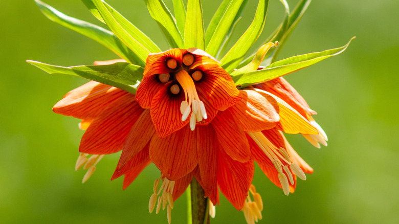 Single, bright orange bloom of crown imperial with light green leaves