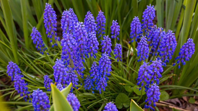 Cluster of grape hyacinth spikes with light green foliage