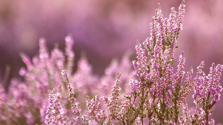 cluster of pink heather with other clusters in the background