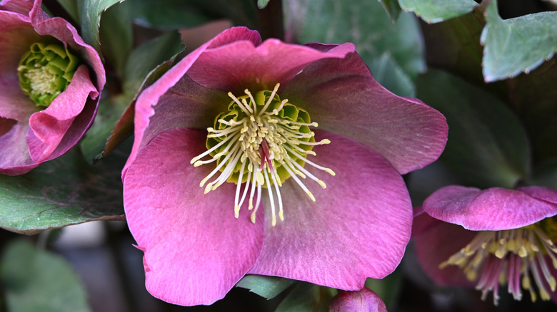 Pink hellebore bloom with two newly opened blooms and dark green foliage surrounding it