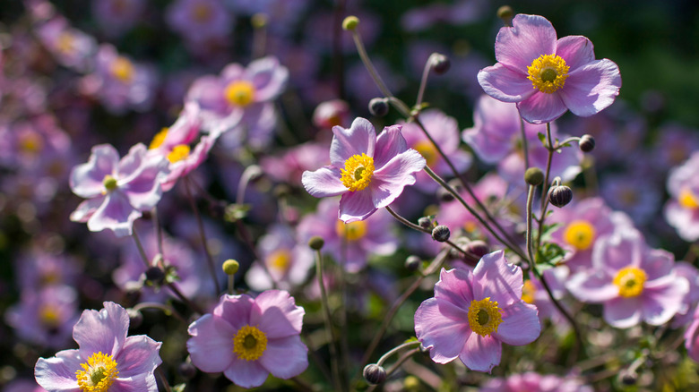 flower bed with light pink blooms ofjapanes anemone