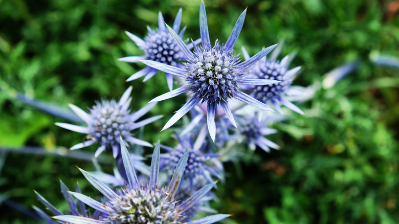 Top down view of a cluster of sea holly blooms with green foliage