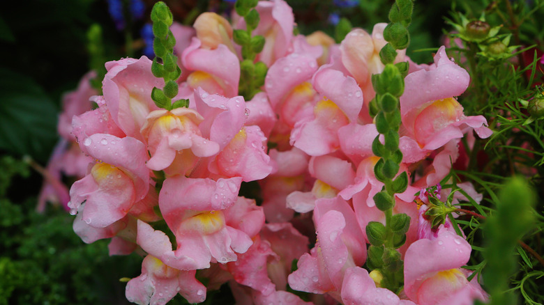Pink snapdragons with green foliage and fresh dew