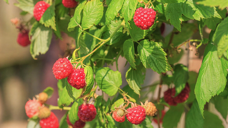 fruits of a Boyne Raspberry plant