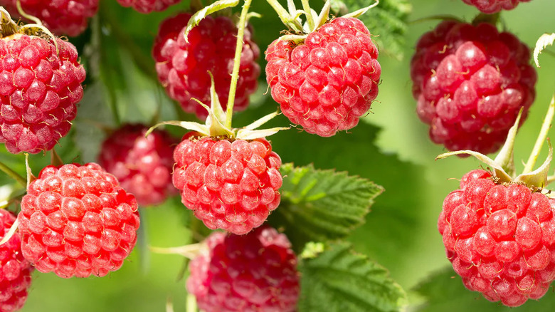 'Caroline' Raspberry berries