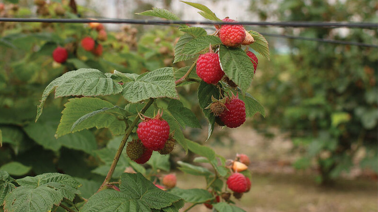 'Encore' Raspberry plant