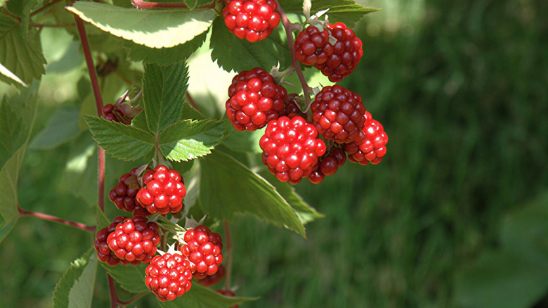 berries of a 'Heritage' Raspberry plant