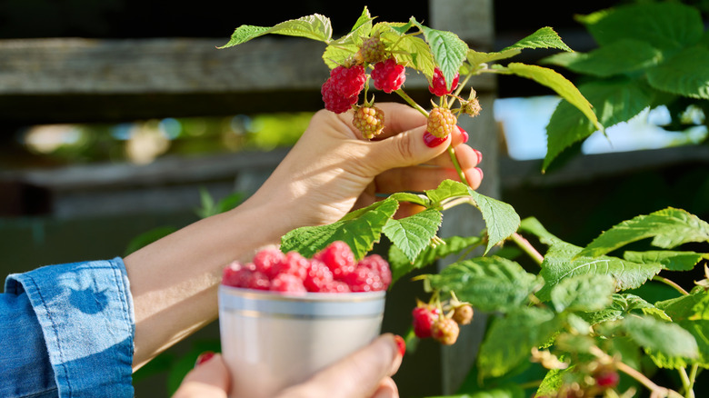 Close-up of hands picking ripe raspberries in a garden