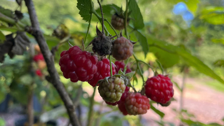 a 'Killarney' raspberry plant with berries