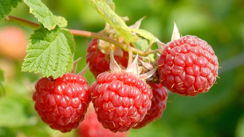 Nova Raspberry fruit