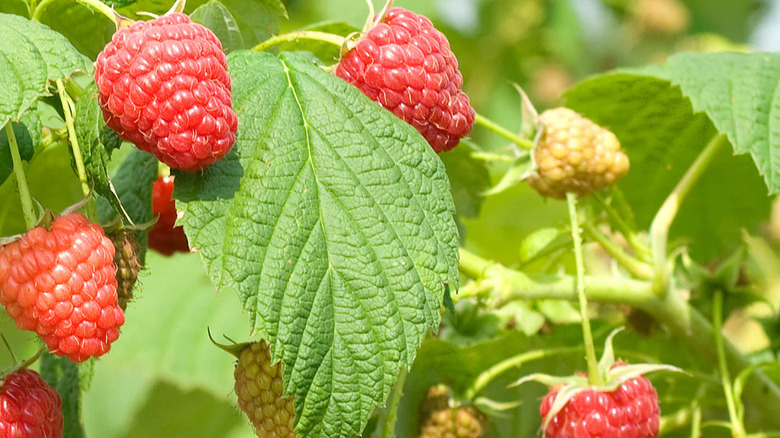 fruits of the 'Polana' Raspberry