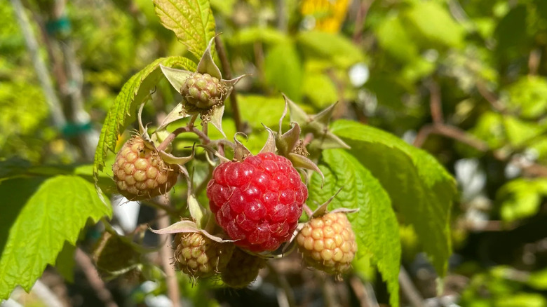 'Polka' Raspberry fruit with leaves