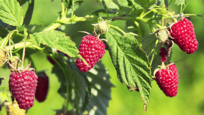 berries of 'Prelude' Raspberry plant