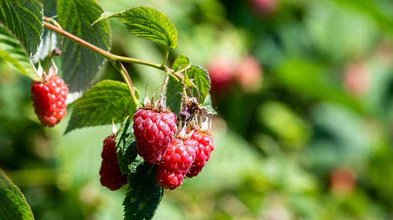 Closeup of a ripe red 'Tulameen' raspberry on a bush growing in a u-pick farm field on a sunny day