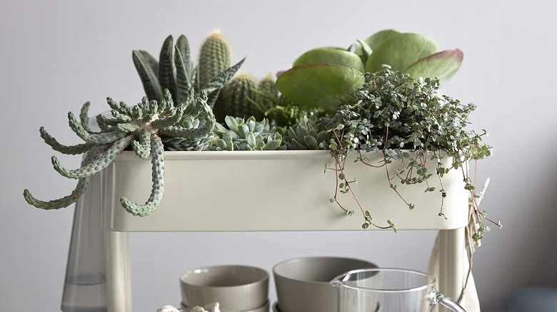 White RASKOG cart overflowing with plants in the top shelf