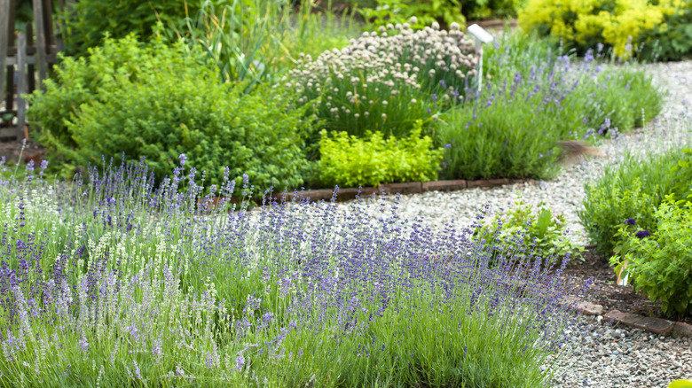 Extensive gravel path with gardens along the way