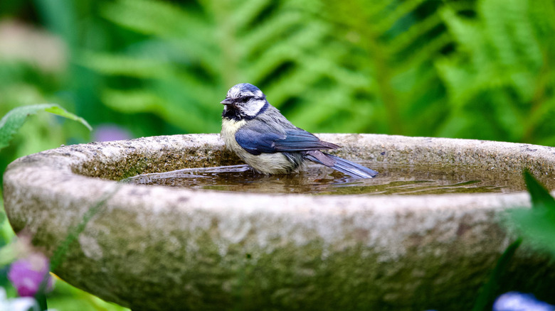 bird on bird bath in the garden