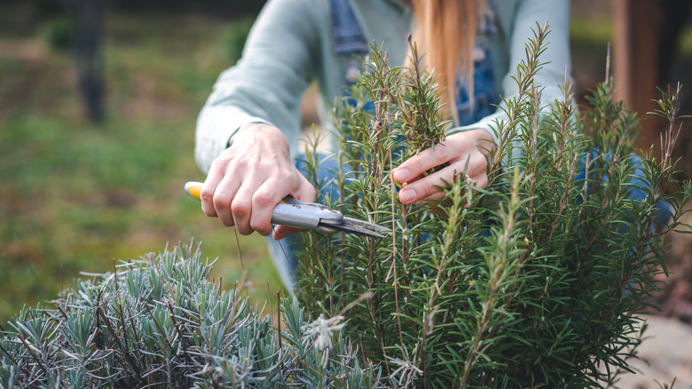 female garden cutting rosemary in the garden