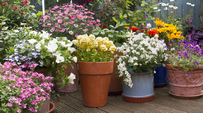 a group of plants in containers