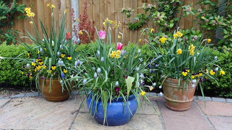 plants in containers in a spring garden