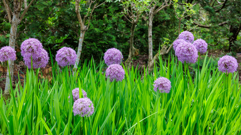 Tall Allium flowers lining the edge of a garden.