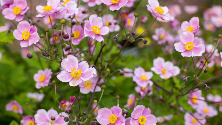 Japanese Anemone flowers on a mossy bed.