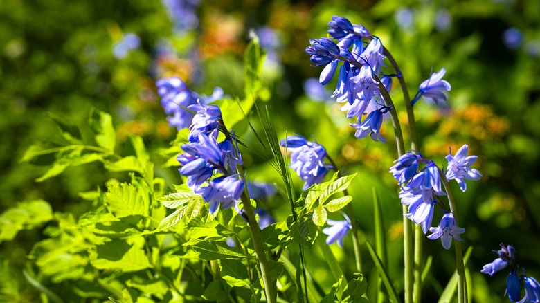 The tall stalks of a bluebell in full bloom.