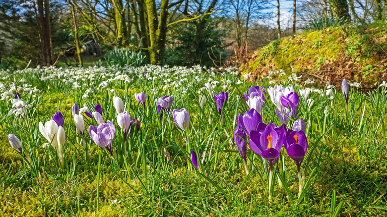 Early spring Crocus flowers in full bloom.