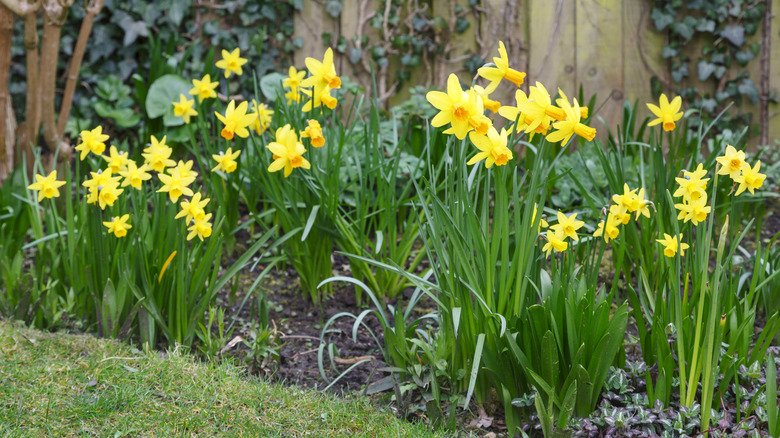 Daffodil flowers blooming on the edge of a grass yard.