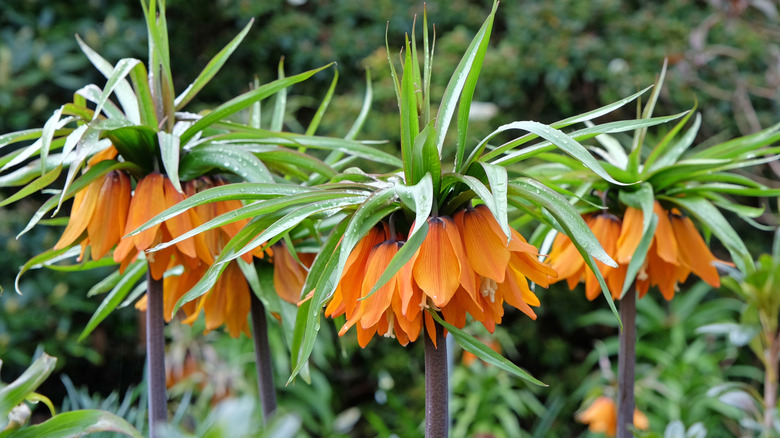 Tropical Crown Imperial (Fritillaria) flowers in bloom with a light mist.