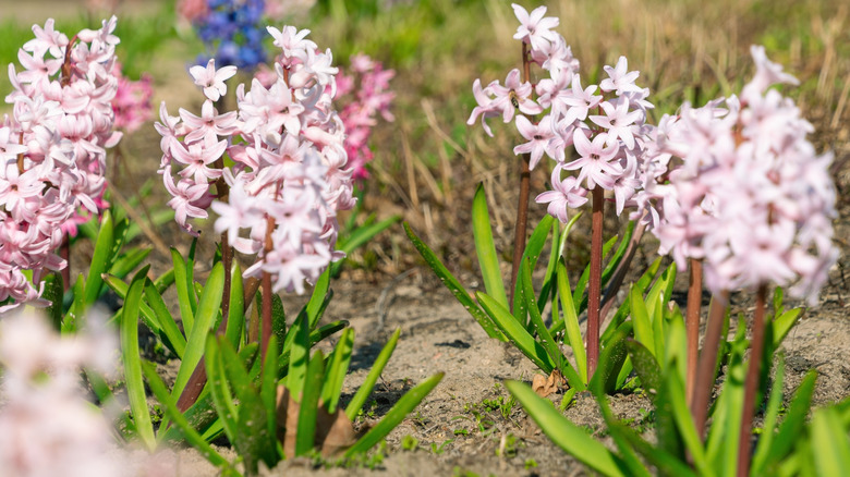 Small clusters of pink hyacinth flowers