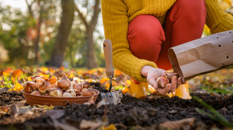 A gardener planting rows of flower bulbs while surrounded by fallen fall leaves.