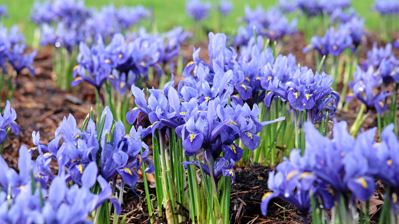 Dark blue iris flowers popping out of the soil in the spring.