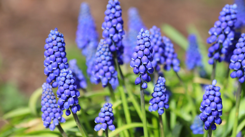 Purple Muscari flowers closeup.