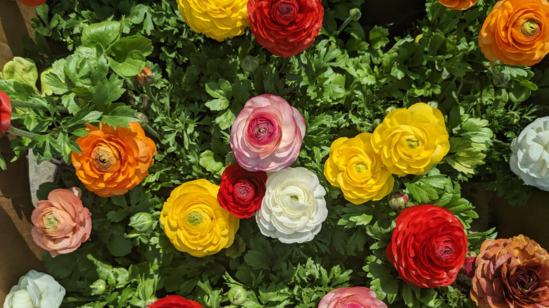 Vibrant Ranunculus flowers blooming in a spring-time garden.