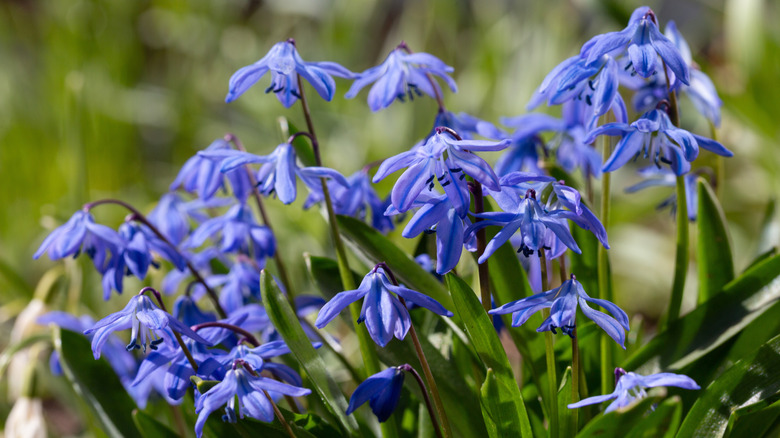 Close up image of 'Glory of Snow' flowers.