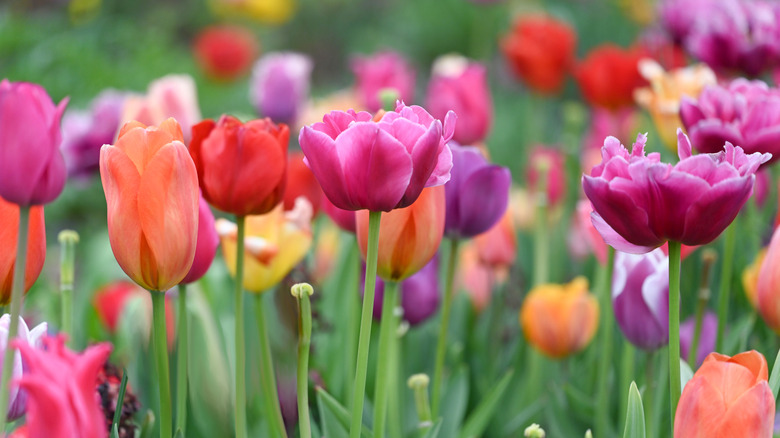 Spring tulips in full blooms.