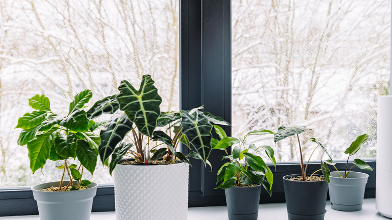 houseplants growing on windowsill