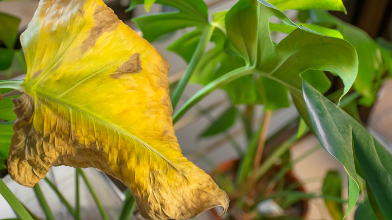 A curled, yellow monstera leaf
