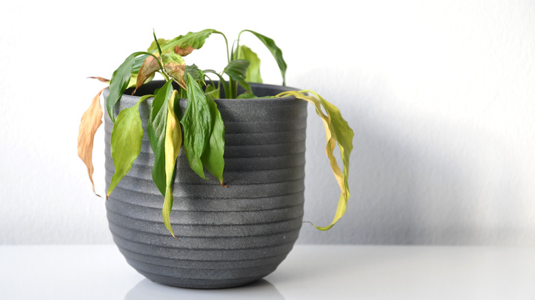 peace lily houseplant with drooping leaves