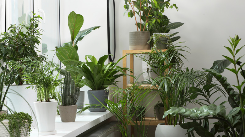 tropical houseplants by interior window