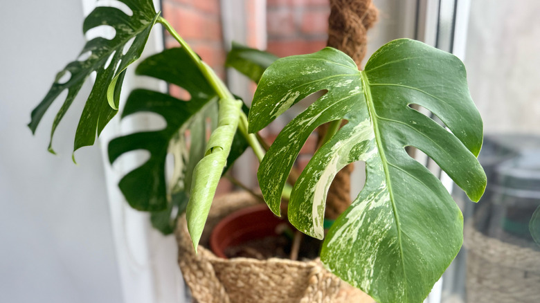 closeup on monstera houseplant with three leaves