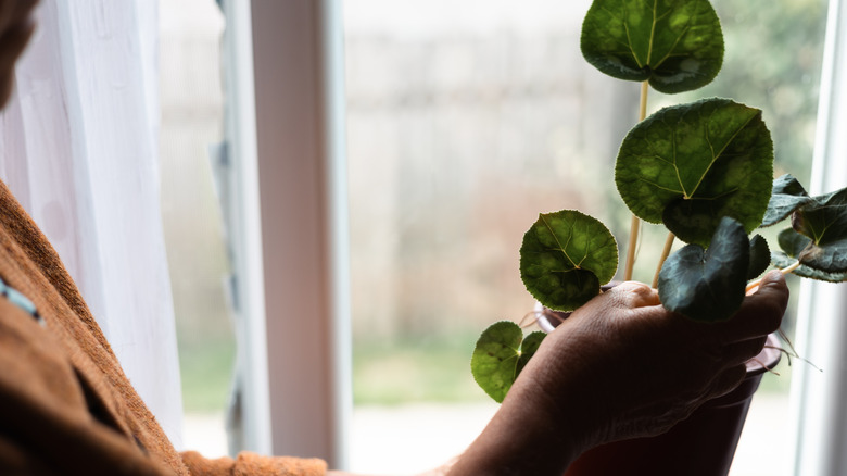 person holding potted plant leaf near window