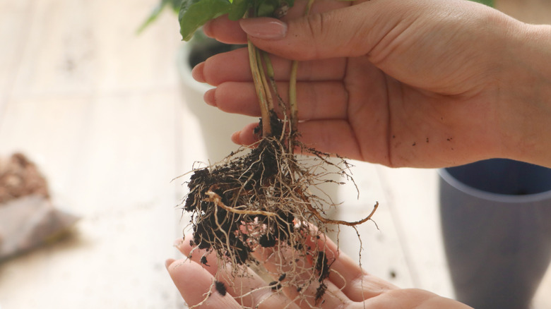 person holding houseplant with closeup on roots