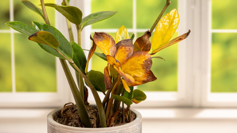 closeup on houseplant in front of window with damaged leaves