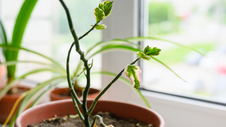 indoor houseplant growing in windows