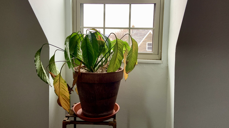 tropical houseplant with wilted leaves by a window