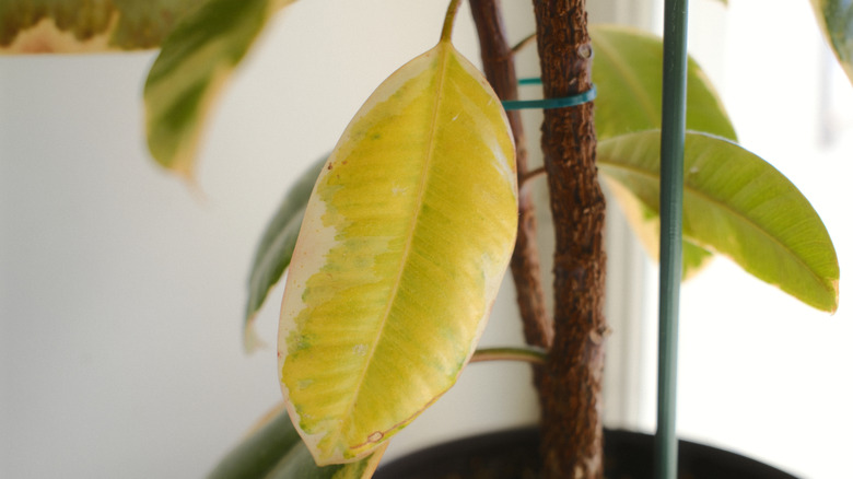 closeup on houseplant with yellowing leaf