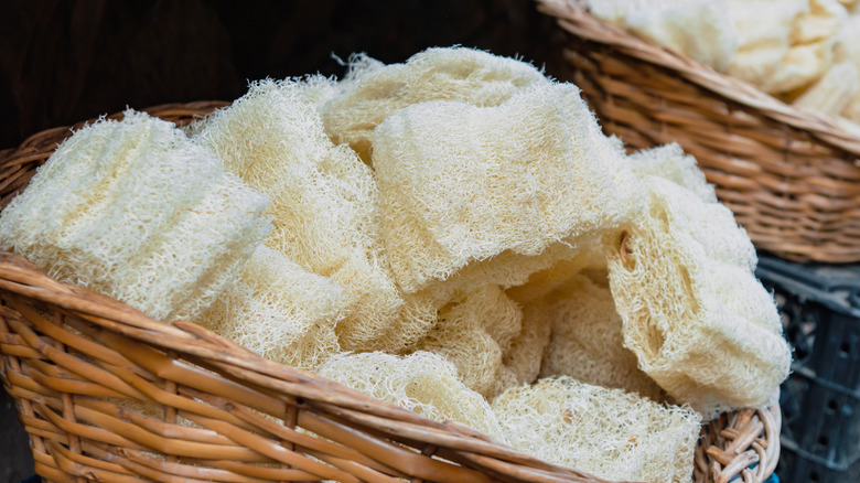 loofah
